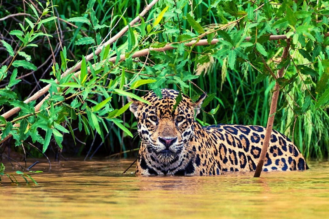 Jaguar Corcovado