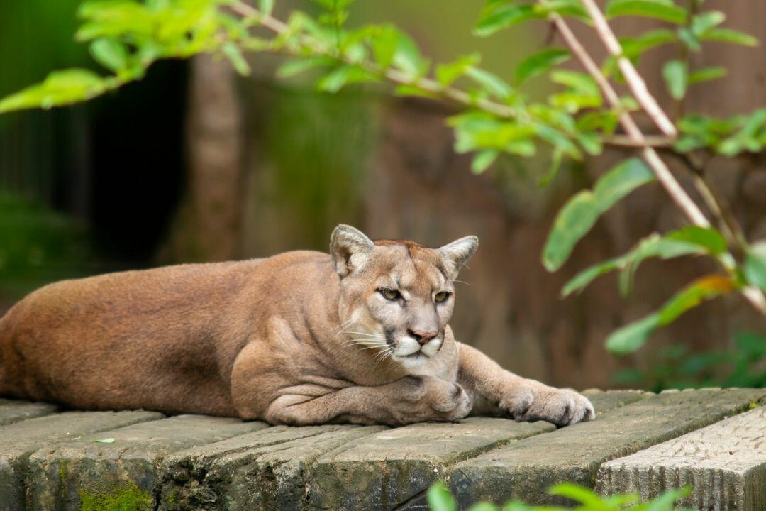 Wildlife Costa Rica